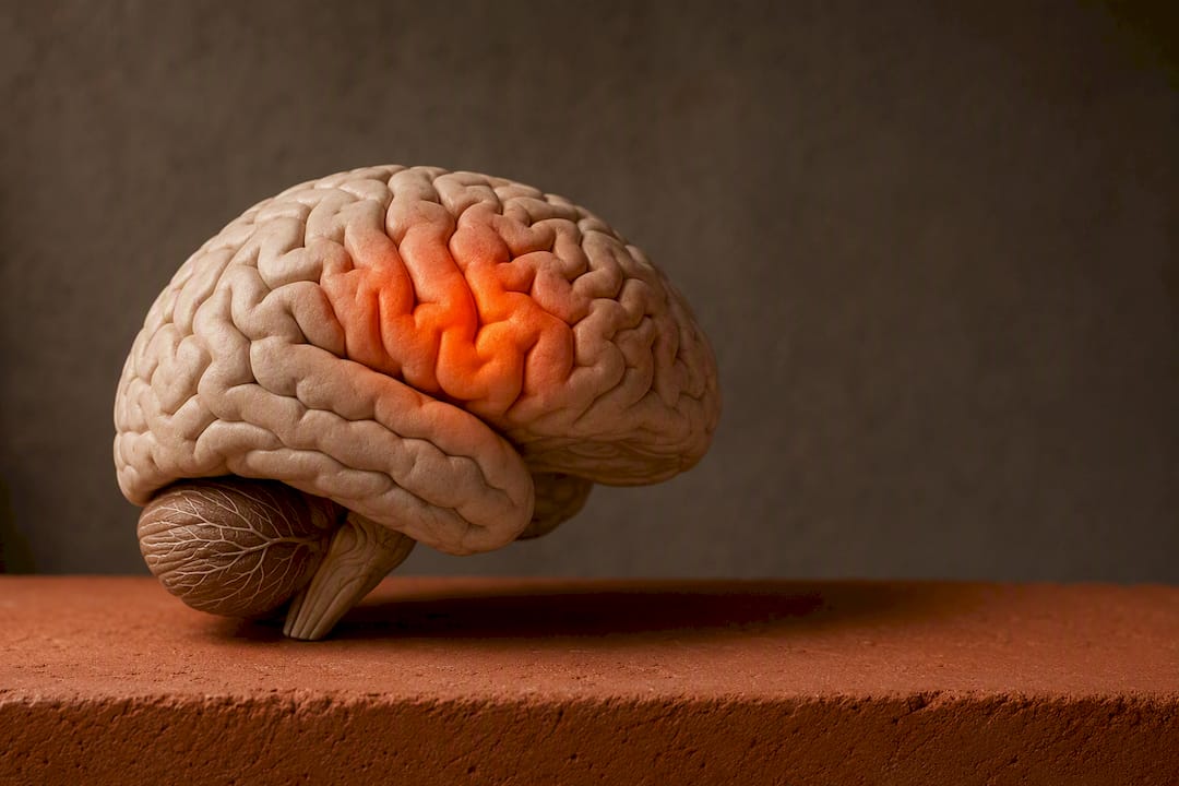 Brain model highlighting stress-affected areas